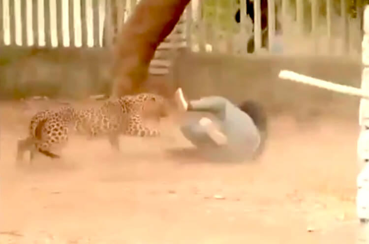 Leopard attack in khargone