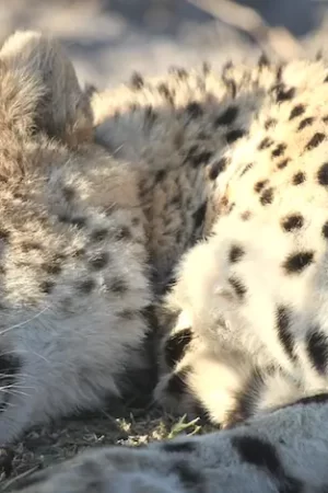 Cheetah - Panther