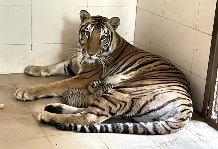 Tigeress with cubs