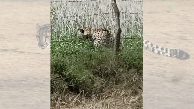 Cheetah enters in village